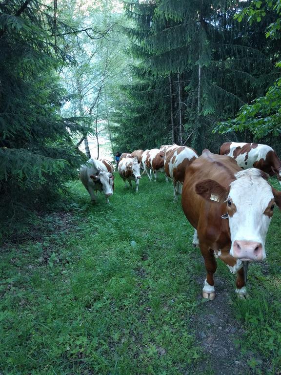 Maurachbauer Farm stay *